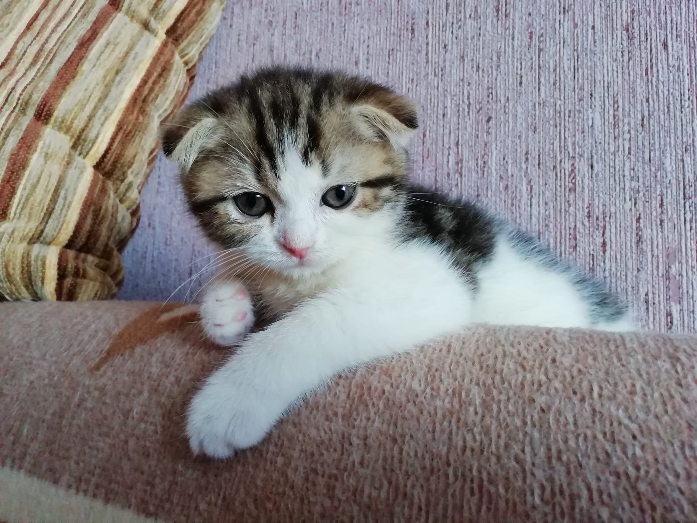 Котёнок Мира лежит на подлокотнике дивана