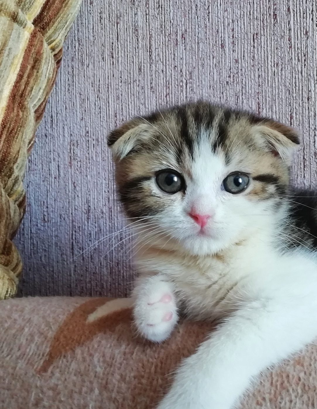 Котёнок Мира смотрит в камеру, положив лапу на подлокотник