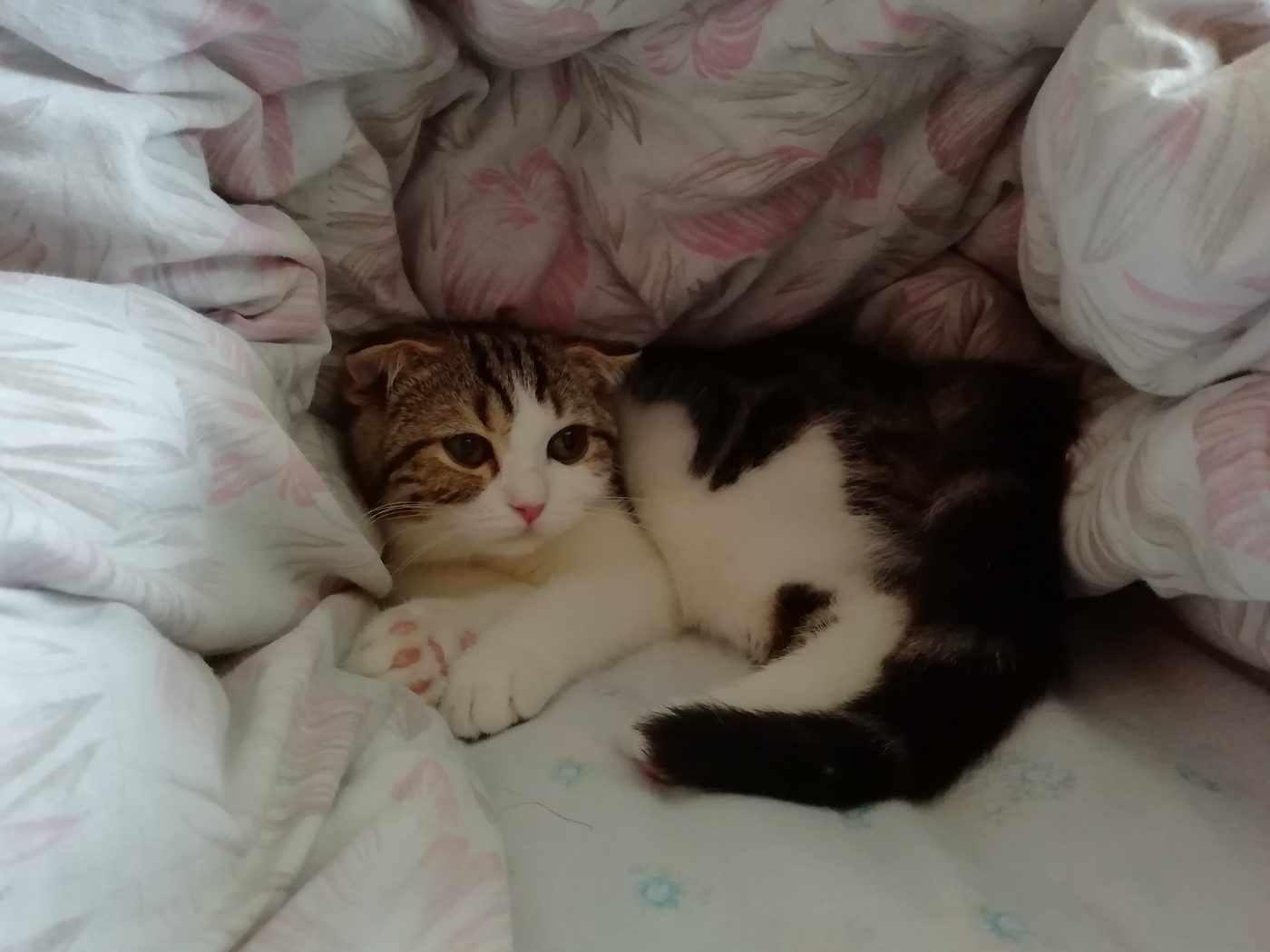 Котёнок Мира спит в одеяле, прижавшись к другой кошке